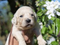Golden Retriever Safkan Köpeğimiz