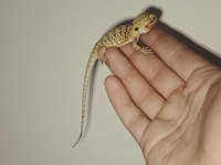 Silkback Sakallı Ejder (Nadir Morph)