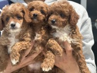 Ankarada Wc eğitimli maltipoo yavrular ziyarete açık