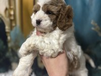 Original özel ırk Cavapoo yavruları