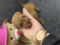 Toy poodle dişi ve erkek yavrumuz