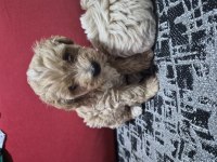 45 Günlük 2 Erkek Maltipoo