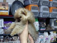 Pomeranian dişi yavrumuz