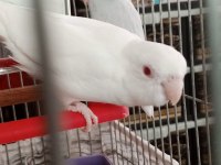 Albino Kırmızı Göz Dişi Forpus