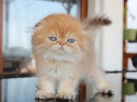 Safkan Şecereli Chocolate Golden Erkek Scottish Fold