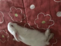 Beyaz cüce albino tavşan (1 tane)