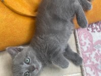 Scottish fold bebekler bebeği