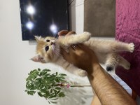 SAFKAN GOLDEN YAVRULARIMIZ YUVA ARIYOR