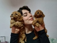 APRİCOT POODLE YAVRULARIMIZ PET PASAPORTLU