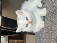 Boncuk gözlü pamuk yavrum british shorthair