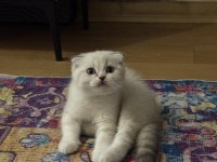 Scottish fold 2 aylık