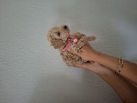 Toy poodle yavrularım sahiplendirilmeye hazır