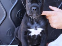 FCI-KIF SECERELİ CANE CORSO YAVRULAR