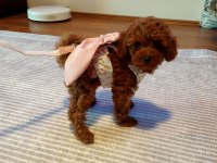Orjinal red brown toy poodle