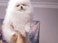 Erkek Dişi Show Kalite Pomeranian Yavrusu