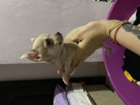 Acil sahiplendiriyorum chihuahua köpeklerimi