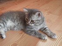 2 aylık tatlı ve oyuncu British Shorthair teslime hazır