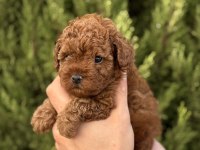 Yasal çiftlikten kurabiye tadında poodle yavrular