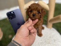 Orjinal Poodle Köpekleri