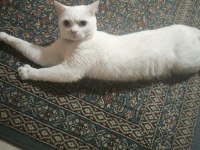 British Shorthair Oğlumuz Mia