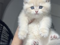 Golden British Gerçek Saf Kan