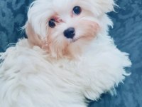 Kore Maltese