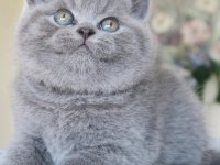 Top Kafa Gri British Shorthair 