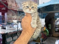 Dünyalar güzeli minik kediler
