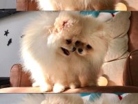 Pomeranian Boo Irk Garantili Yavrular
