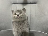 British Shorthair Dişi