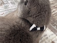 2 buçuk yaşında British shorthair kedimiz Duman
