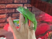Yavru Yeşil İguana