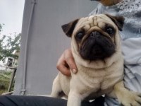 Doğum garantili dişi ler pug
