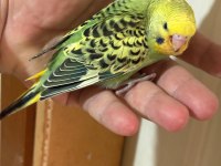 37 Günlük Konuşturmalık Bebek Muhabbet Kuşu