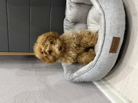 3 aylık tuvalet eğitimli red toy poodle