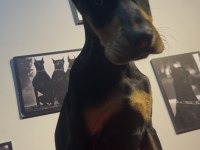 Estetikli Doberman bebekler