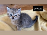 6 adet kedimiz ücretsiz sahiplendirilecektir