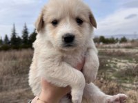 Yavru Köpeğimizi Ücretsiz Sahiplendirme