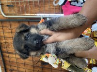Safkan Alman Çoban Köpeği Yavruları