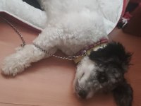 4 aylık erkek köpeğimiz