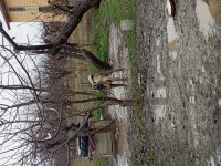 10 aylık erkek kangal kendi üretim