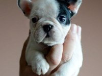 50 Günlük Fransız Bulldog Yavrularımız