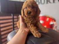 İçinizi ısıtan toy poodle bebekler