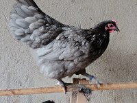 BLUE AUSTRALOP KULUÇKALIK YUMURTA