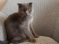 2 Yaşında Kısır Scottish Fold Dişi