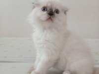 Uyguna Brittish Longhair Acil 2 Aylık Dişi