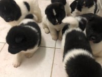 Amerikan akita köpeği