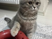 Güzeller Güzeli Bir Scottish Fold Kız
