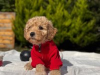 Bal yavrumuz maltipoo