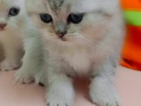 Scottish fold erkek bebek